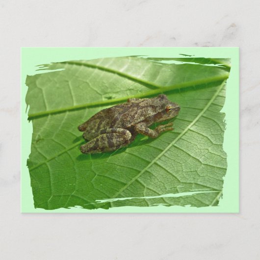 Carte Postale Ressort Peeper (Pseudacris crucifer) Treefrog Item (Devant)