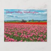 Carte Postale Ressort Tulip Skagit Valley (Devant)