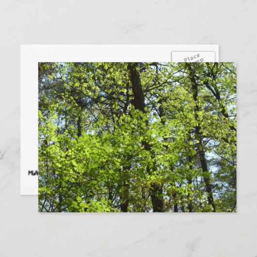 Carte Postale Ressource Feuille (Devant / Derrière)