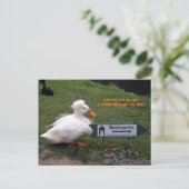 Carte Postale Reste Room Duck (Debout devant)