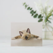 Carte Postale Restez cool et détendez-vous chaton (Debout devant)