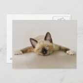 Carte Postale Restez cool et détendez-vous chaton (Devant / Derrière)