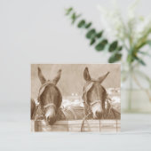 Carte Postale Restin' Easy (Debout devant)