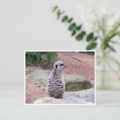 Carte Postale retour de meerkat (Debout devant)
