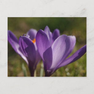 Carte Postale retour du printemps