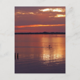 Carte Postale Retours du Nocturne Paddle Boarder