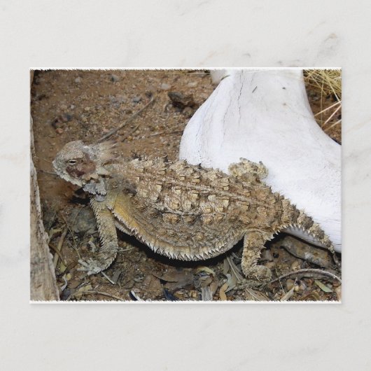 Carte Postale Retours Godzilla (Devant)