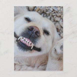 Carte Postale Retrait souriant