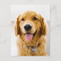 Retriever d'or souriant