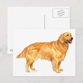 Carte Postale Retriever doré (Devant / Derrière)