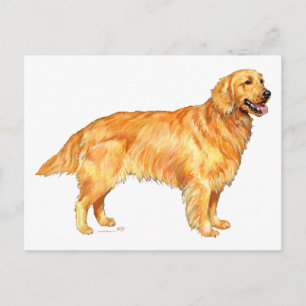 Carte Postale Retriever doré