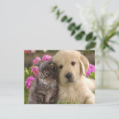 Carte Postale Retriever Kitten (Debout devant)