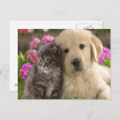 Carte Postale Retriever Kitten (Devant / Derrière)