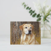 Carte Postale retriever labrador jaune (Debout devant)
