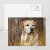 Carte Postale retriever labrador jaune (Devant / Derrière)