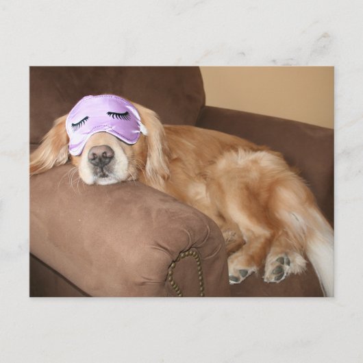 Carte postale Retriever Or (Devant)