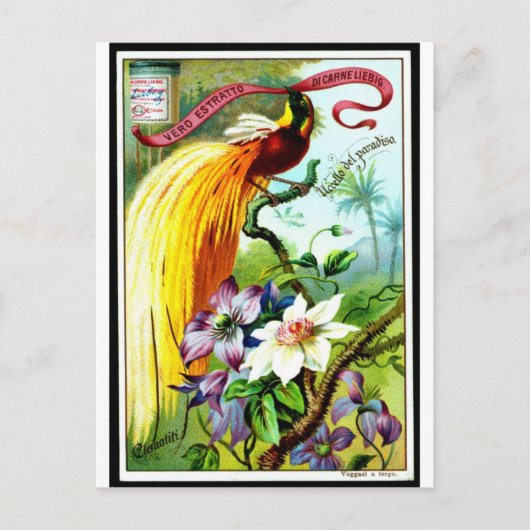 Carte postale Retro Paradise Bird (Devant)