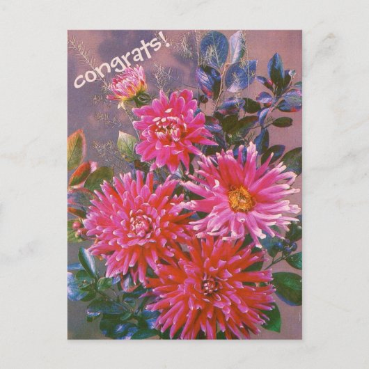 Carte Postale Retro postcard bouquet of pink georgines (Devant)