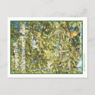 Carte Postale Rétro « Salutations de Silverwood Lake »