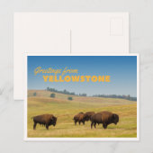 Carte Postale Retro Yellowstone Greetings Bison Grazing Blank (Devant / Derrière)