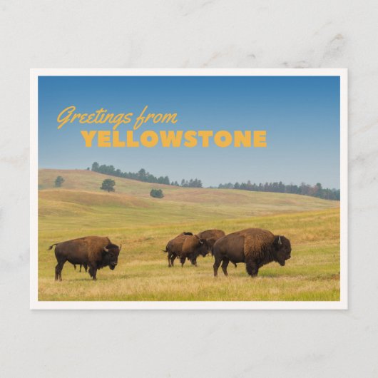 Carte Postale Retro Yellowstone Greetings Bison Grazing Blank (Devant)