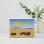 Carte Postale Retro Yellowstone Greetings Bison Grazing Blank (Debout devant)
