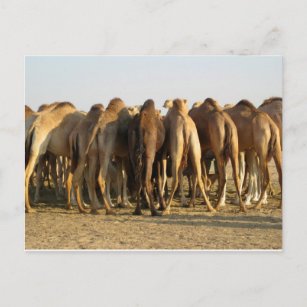Carte Postale Réunion des chameaux