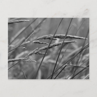 Carte Postale Rêves du jour d'été