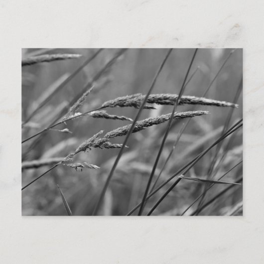 Carte Postale Rêves du jour d'été (Devant)