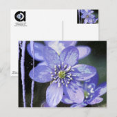Carte Postale Rêves Violets (Devant / Derrière)