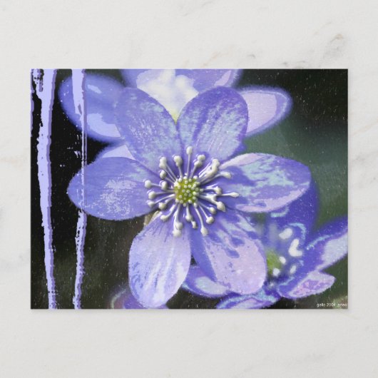 Carte Postale Rêves Violets (Devant)