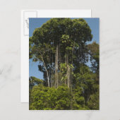 Carte Postale Rewa River bordure Forêt forestière Guyane (Devant / Derrière)