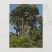 Carte Postale Rewa River bordure Forêt forestière Guyane (Devant)