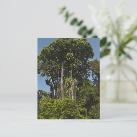 Carte Postale Rewa River bordure Forêt forestière Guyane (Debout devant)