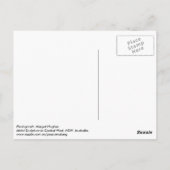 Carte Postale Rex Rider (Dos)