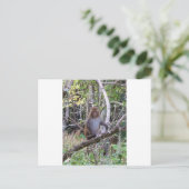 Carte Postale rhesus macaque (Debout devant)