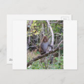 Carte Postale rhesus macaque (Devant / Derrière)