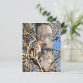 Carte Postale rhesus macaque singe levrette (Debout devant)