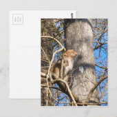 Carte Postale rhesus macaque singe levrette (Devant / Derrière)