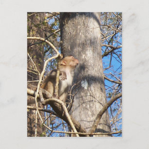 Carte Postale rhesus macaque singe levrette