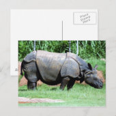 Carte Postale Rhinino4x6 (Devant / Derrière)