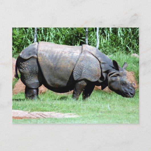 Carte Postale Rhinino4x6 (Devant)