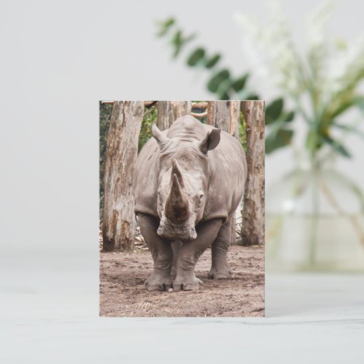 Carte Postale Rhino (Debout devant)