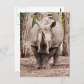 Carte Postale Rhino (Devant / Derrière)
