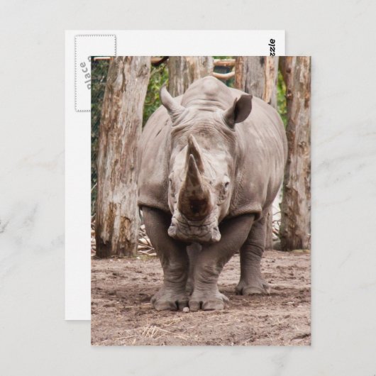 Carte Postale Rhino (Devant / Derrière)