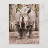 Carte Postale Rhino (Devant)