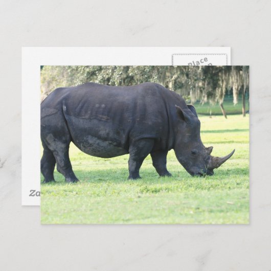 Carte postale Rhino (Devant / Derrière)