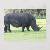 Carte postale Rhino (Devant)