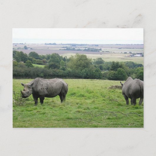 Carte Postale rhino (Devant)