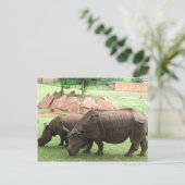 Carte Postale Rhino (Debout devant)